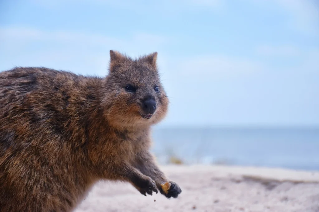 Ein Bild von einem Quokka von der seite wie er auf einem Strand ist.